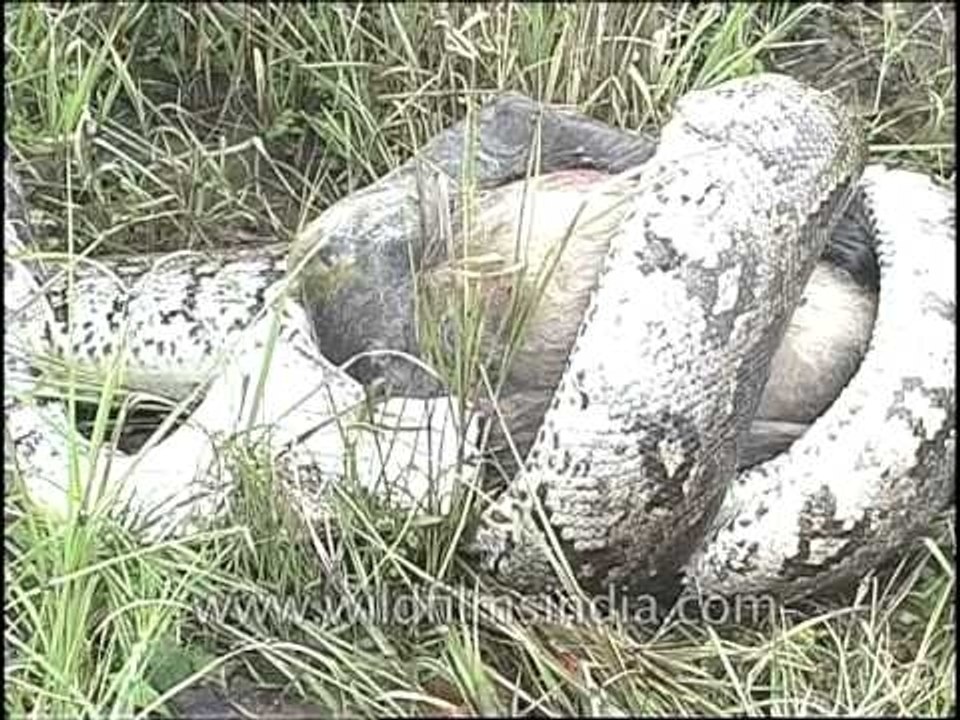 Indian rock python swallowing langur!