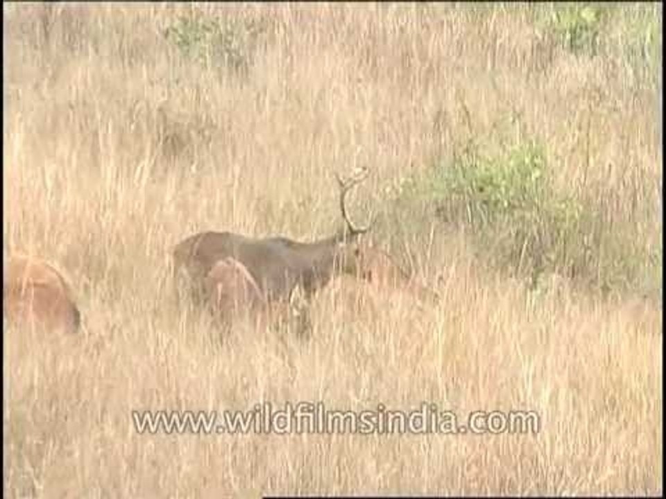 Barasingha chasing opposite sex
