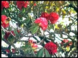 Rhododendron arboreum trees flowering between Mussoorie and Dhanolti