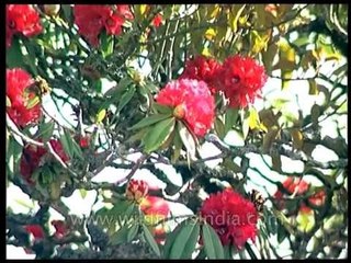 Rhododendron arboreum trees flowering between Mussoorie and Dhanolti