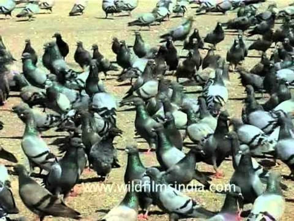 People feeding pigeons at Hazratbal Shrine, Srinagar