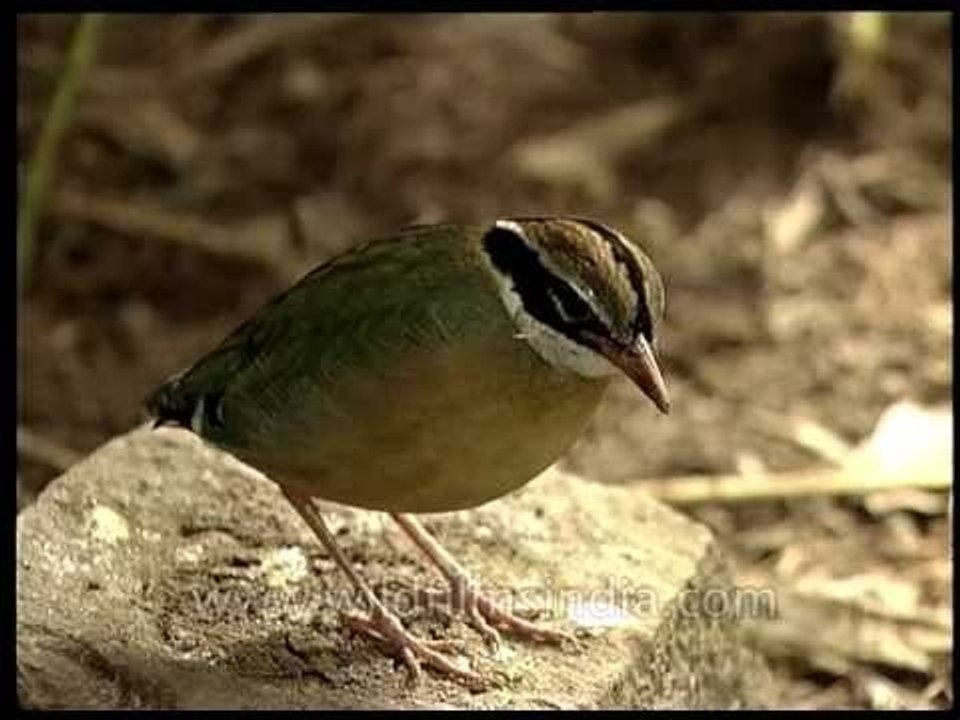 Indian Pitta on a rock