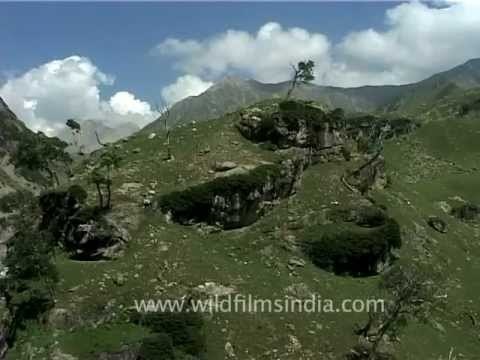 Spring waters flowing down Himalayan mountains, Jammu & Kashmir