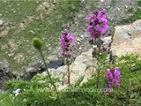 Wildflowers from the western Himalayas in Jammu and Kashmir