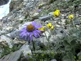 Bunch of wild flowers blooming in Western Himalayas, J&K