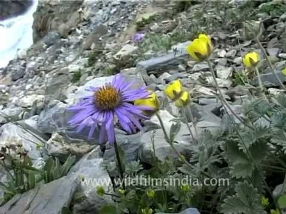Bunch of wild flowers blooming in Western Himalayas, J&K