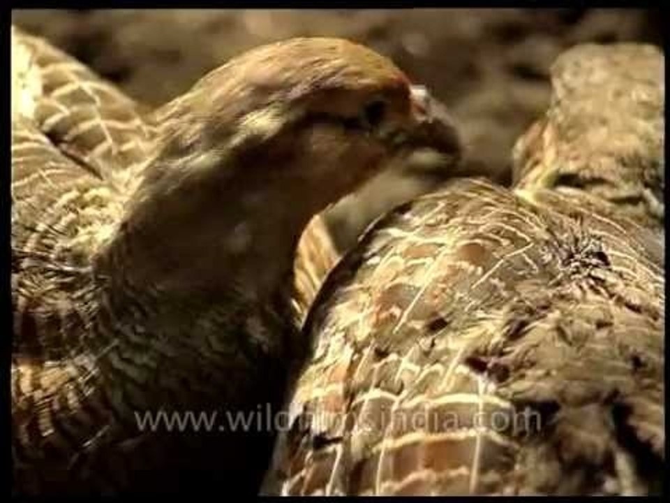 Grey Partridge or safed teetar