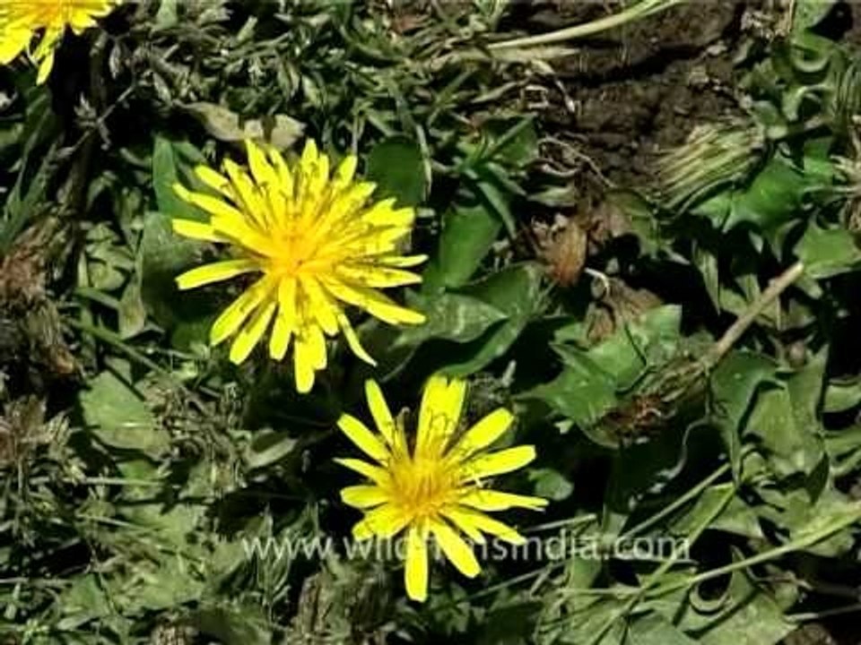 Dandelion flowers