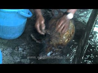 Pork cleaning after its being roasted in Nagaland