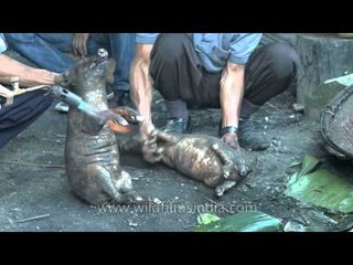 Nagas burning hair off baby piglets, using a blow torch