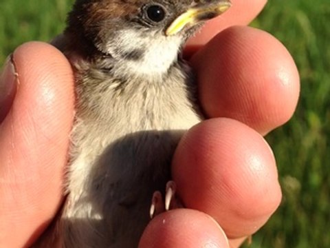 Свободу попугаям! Тестирование видеосъемки iPhone 5c - специально для helpix.ru