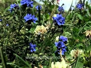 Wild flowers in bloom in the western Himalaya, Jammu and Kashmir
