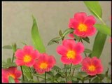 Portulacas flowering