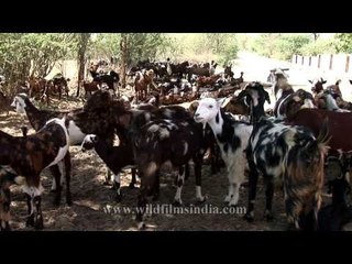 Goat rearing in Nana village, Rajasthan
