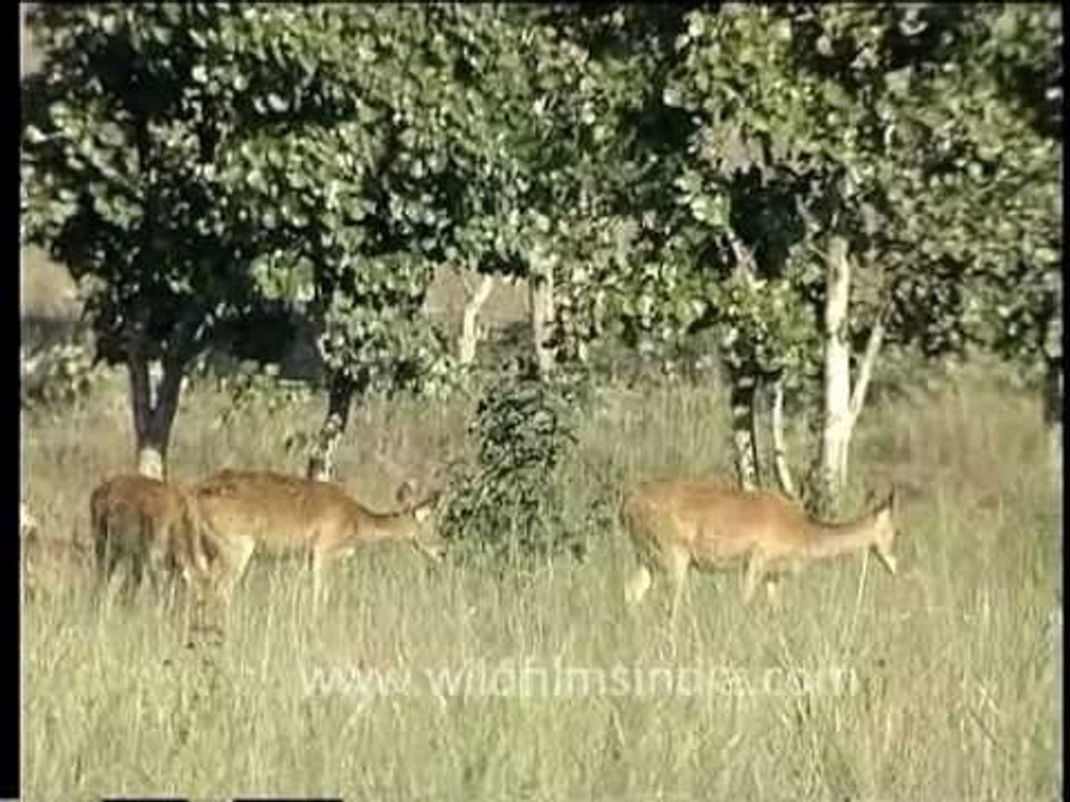 Herd of Deers grazing in the wilderness