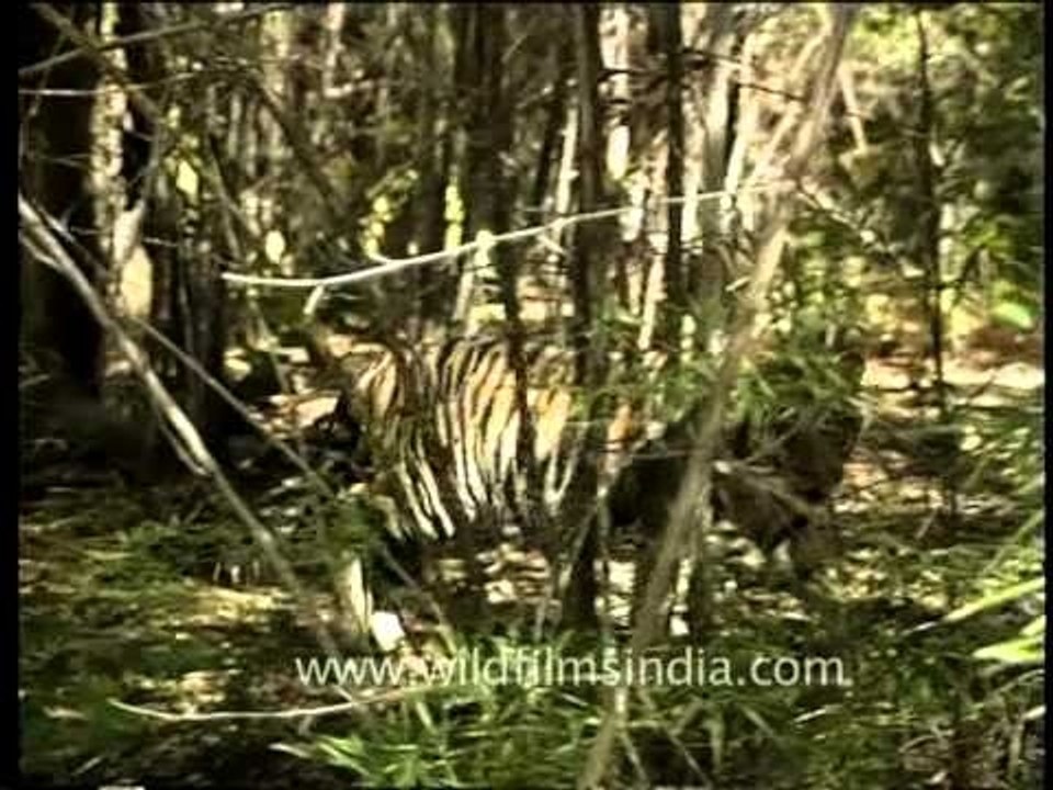 Shhhhh...there's a tiger somewhere! India