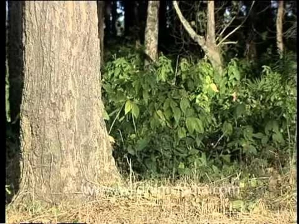 Central Indian grassland forest interface