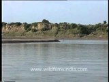 Boating down the Chambal between Rajasthan and Madhya Pradesh!