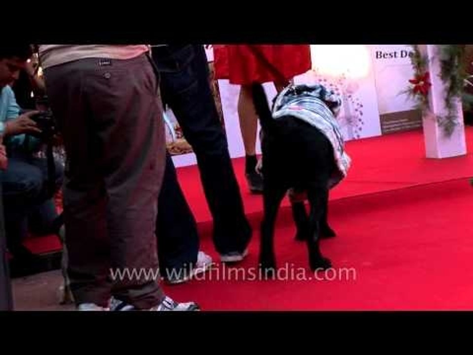 Dolled up doggies walk the red carpet for mass canine wedding in India