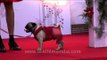 Pug walks the ramp at India's first Dog marriage ceremony in Ansal Plaza, Delhi