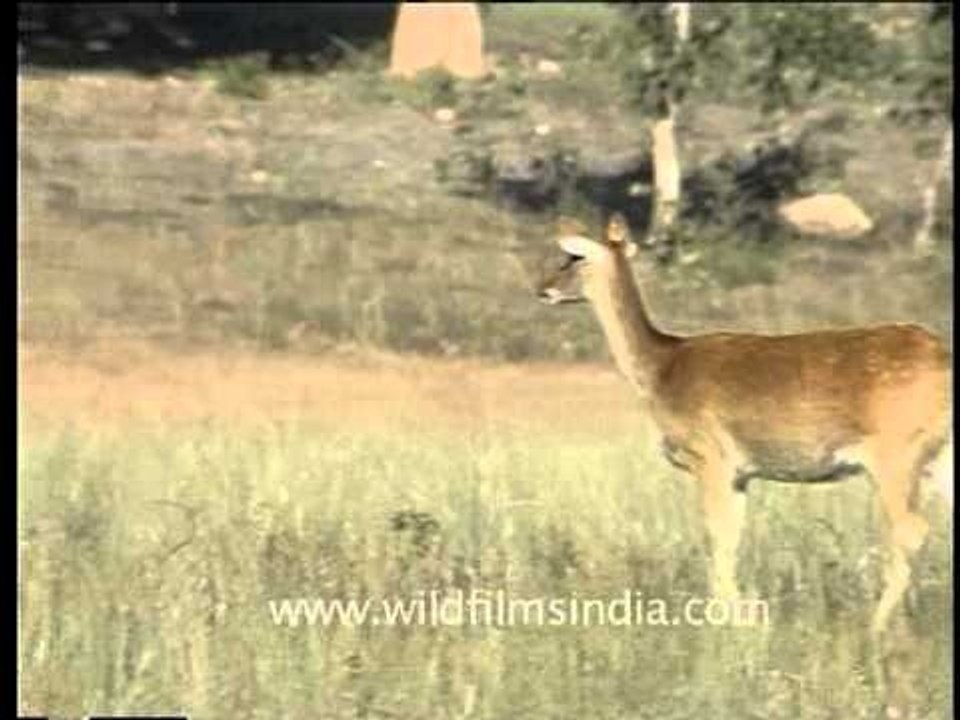 Couple of deers grazing on the grasses