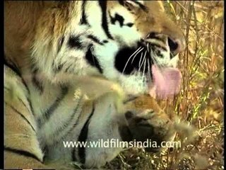 Big cat licking feet in the India's reserve forest