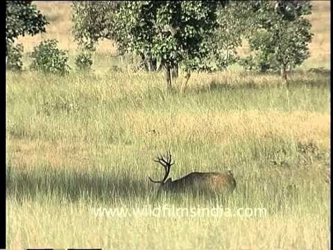 Deers grazing on the summer grasses