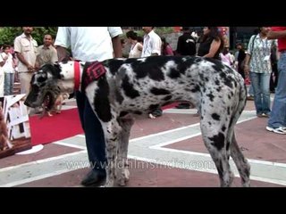 Dalmatian searches for soulmate at India's first dog marriage ceremony - Ansal Plaza, Delhi