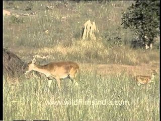 Group of young deers in the wildland