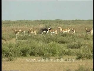 Grasslands of Karera Wildlife Sanctuary, with blackbuck