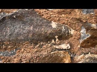 Close-up shot of ancient stone-work on the wall of Munda Gumbad, Delhi