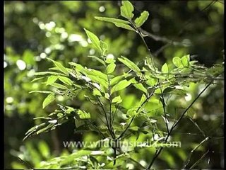 Call of the wild - Pench National park, Madhya Pradesh