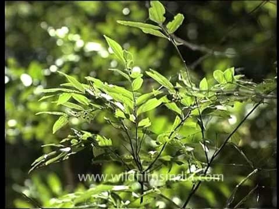 Call of the wild - Pench National park, Madhya Pradesh