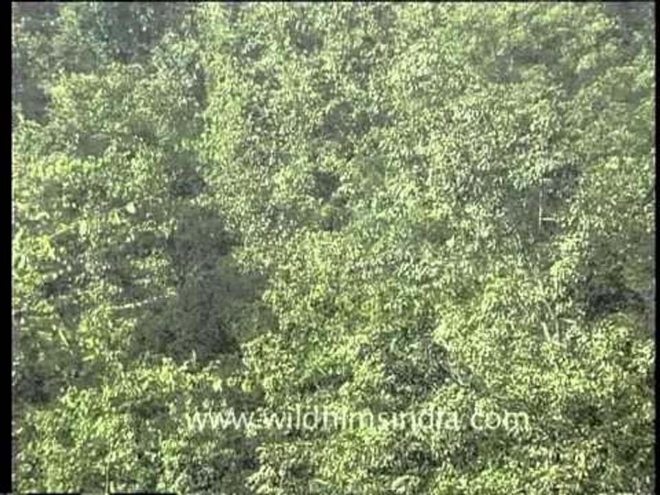 Kanha forest brimming with lush green trees, Madhya Pradesh