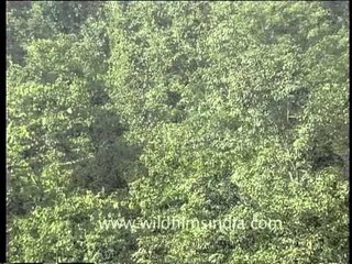 Kanha forest brimming with lush green trees, Madhya Pradesh