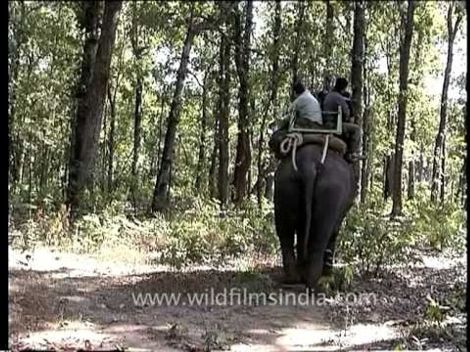 Kanha National Park Elephant Safari