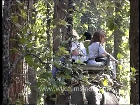 Enjoy the elephant safari in Kanha National Park