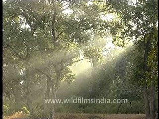 Kanha forest with light and shadow play