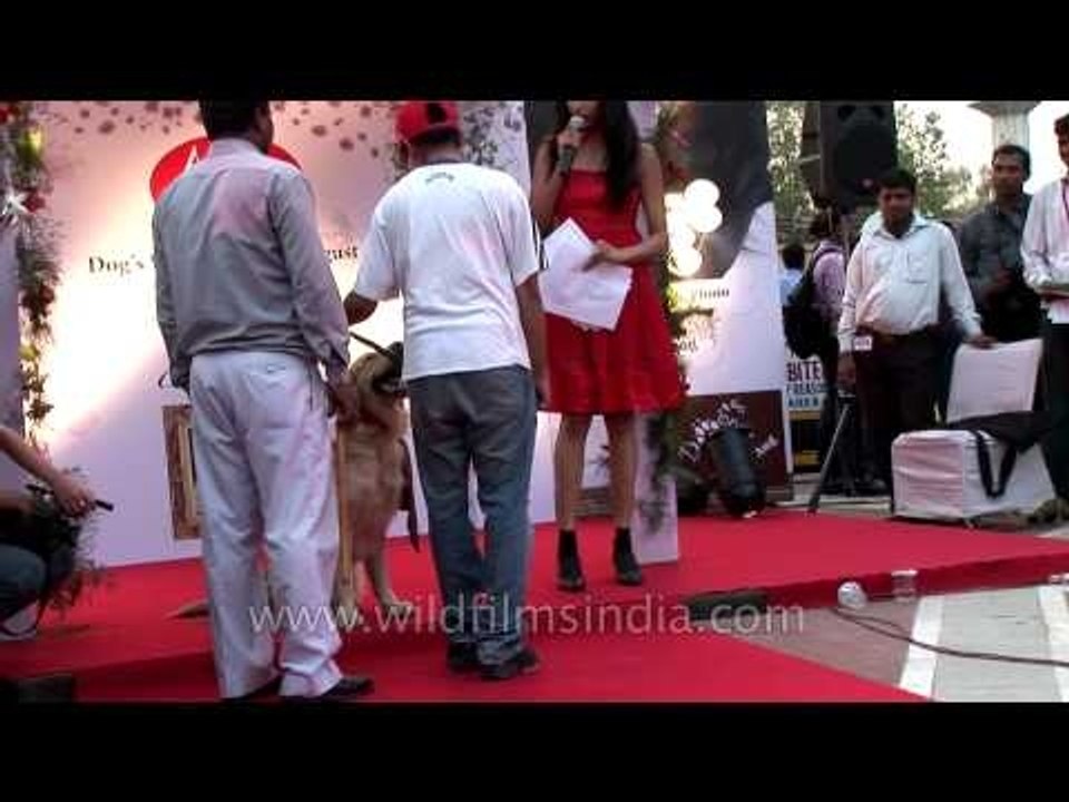 Male Labrador out to get married at Ansal Plaza, Delhi