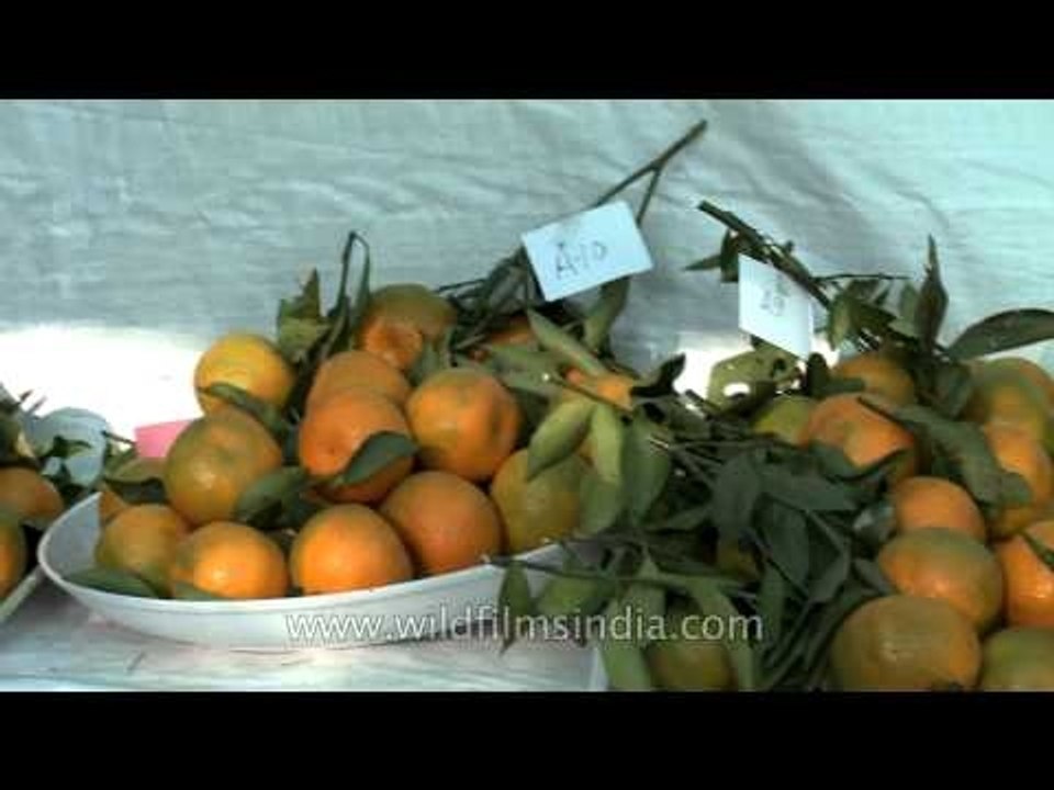 State level exhibition/Competition for fruits,vegetables & spices at Hornbill Fest