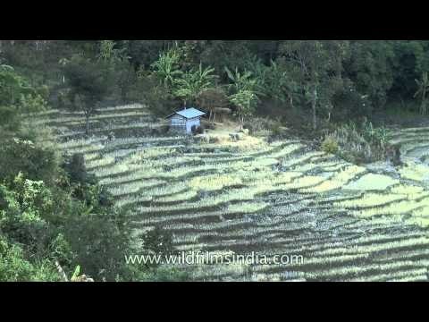 Terraced fields around Nagaland's Doyang river valley