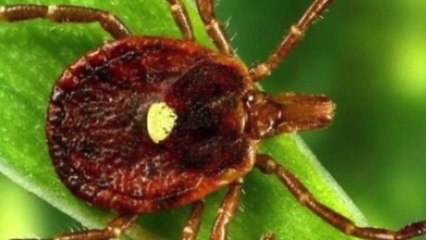 Tick Bite Causes Allergy to Eating Meat