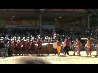 Tribal chants & Log-drummers' dramatic entrance at the Hornbill festival!