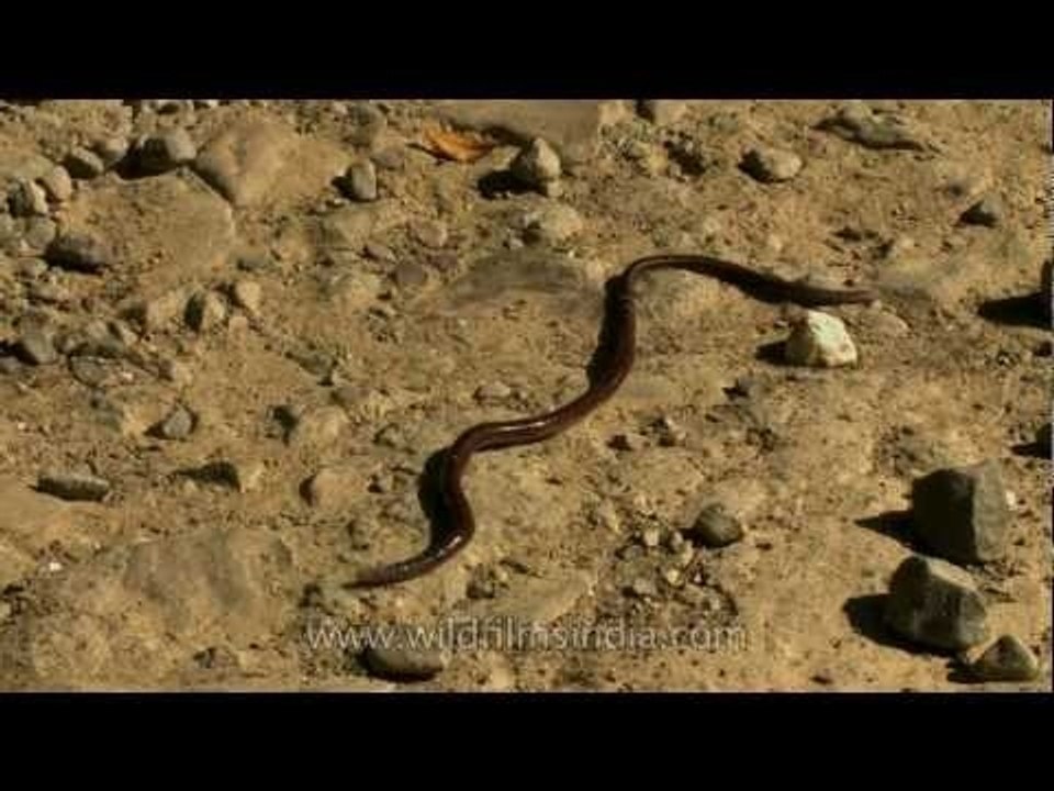 Earth-worm along Nagaland's Doyang River
