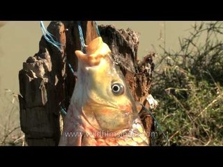 Fish - What a catch at Doyang river, Nagaland