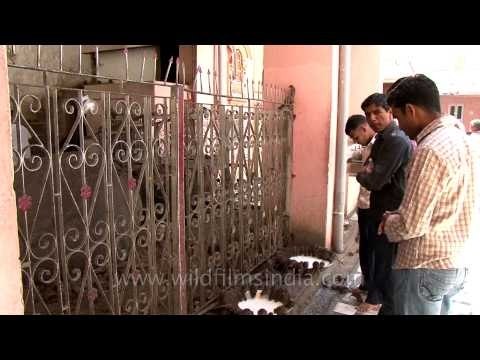 Karni Mata Mandir - Temple of Rats!