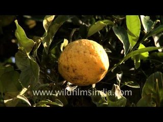 Citrus lemon growing in Nagaland