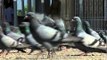 Pigeons flock together at Jama Masjid, Srinagar