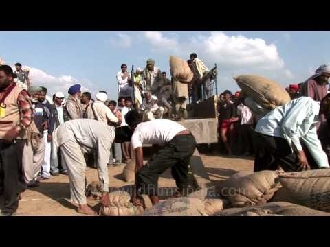 Loading heavy sacks as a sport at Rural Olympics