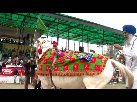 Training a horse to dance requires skills